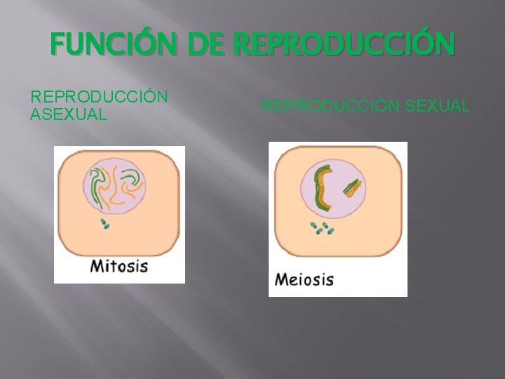 FUNCIÓN DE REPRODUCCIÓN ASEXUAL REPRODUCCIÓN SEXUAL FUNCIÓN DE REPRODUCCIÓN ASEXUAL REPRODUCCIÓN SEXUAL