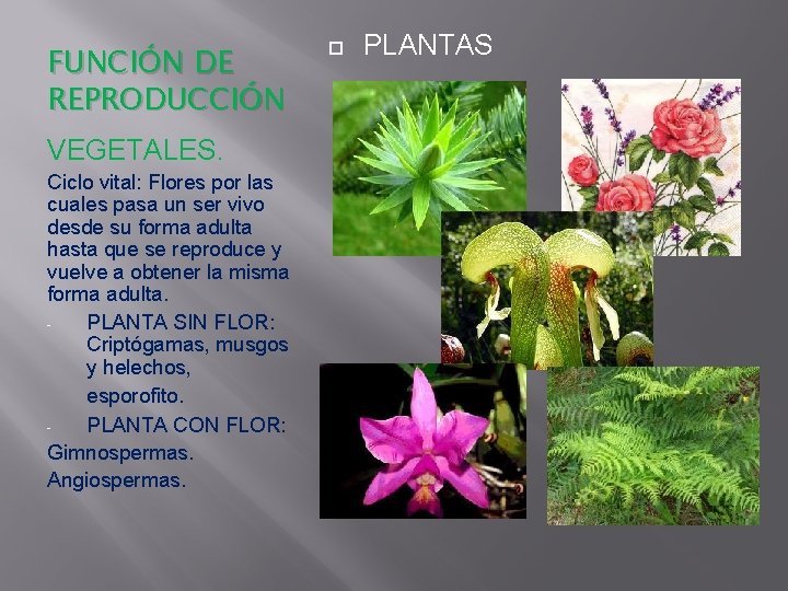 FUNCIÓN DE REPRODUCCIÓN VEGETALES. Ciclo vital: Flores por las cuales pasa un ser vivo