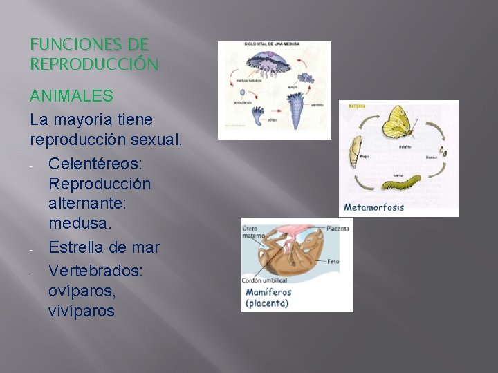 FUNCIONES DE REPRODUCCIÓN ANIMALES La mayoría tiene reproducción sexual. - Celentéreos: Reproducción alternante: medusa.