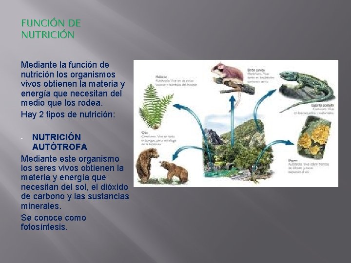 FUNCIÓN DE NUTRICIÓN Mediante la función de nutrición los organismos vivos obtienen la materia