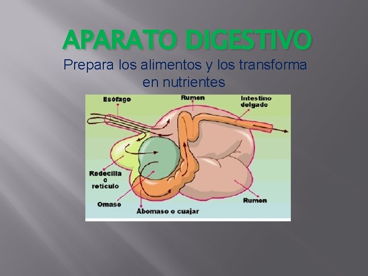 APARATO DIGESTIVO Prepara los alimentos y los transforma en nutrientes 