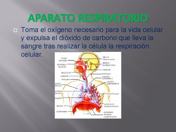 APARATO RESPIRATORIO Toma el oxígeno necesario para la vida celular y expulsa el dióxido APARATO RESPIRATORIO Toma el oxígeno necesario para la vida celular y expulsa el dióxido