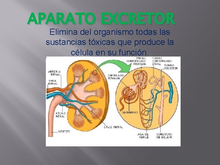 APARATO EXCRETOR Elimina del organismo todas las sustancias tóxicas que produce la célula en