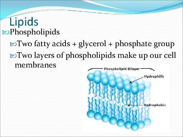 Lipids Phospholipids Two fatty acids + glycerol + phosphate group Two layers of phospholipids
