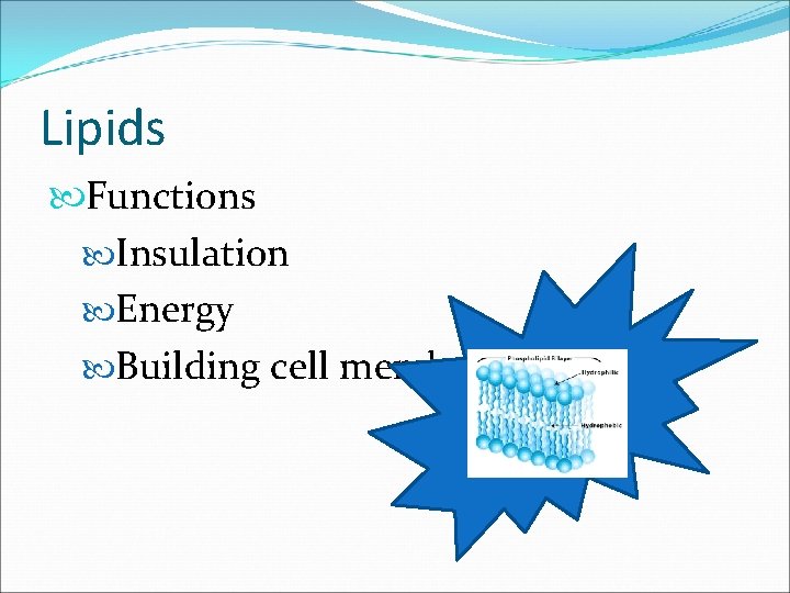 Lipids Functions Insulation Energy Building cell membranes 