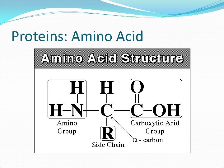 Proteins: Amino Acid 