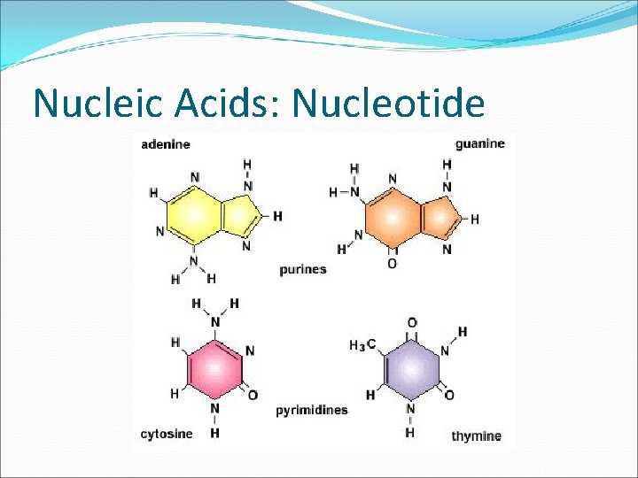 Nucleic Acids: Nucleotide 