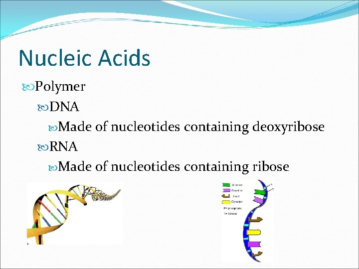 Nucleic Acids Polymer DNA Made of nucleotides containing deoxyribose RNA Made of nucleotides containing