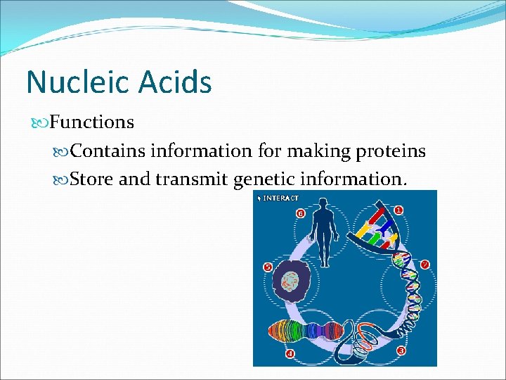 Nucleic Acids Functions Contains information for making proteins Store and transmit genetic information. 
