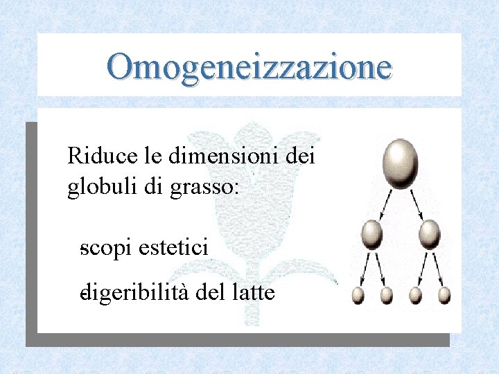 Omogeneizzazione Riduce le dimensioni dei globuli di grasso: scopi estetici digeribilità del latte 