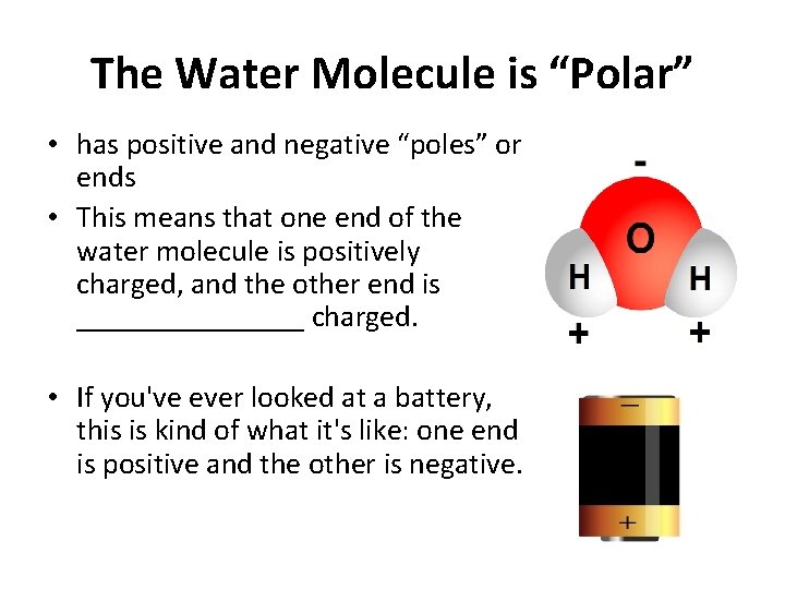 The Water Molecule is “Polar” • has positive and negative “poles” or ends •