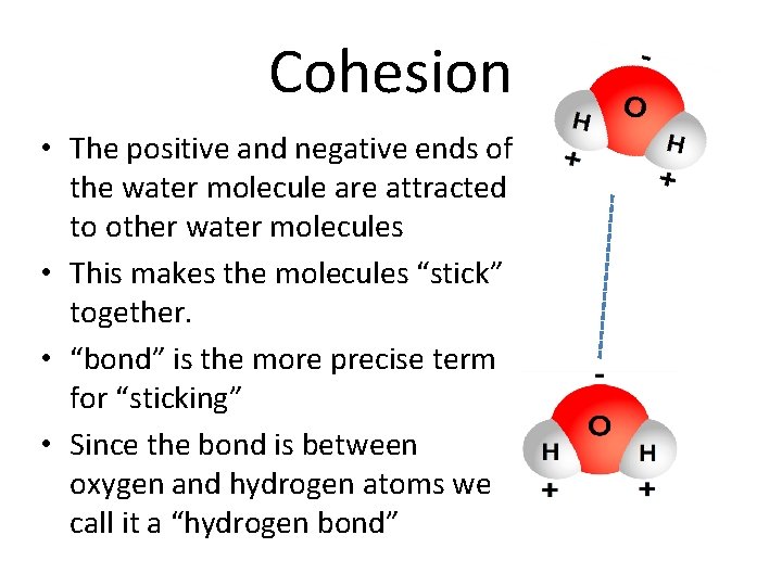 Cohesion • The positive and negative ends of the water molecule are attracted to