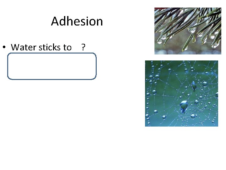 Adhesion • Water sticks to ? molecules (other than water) 