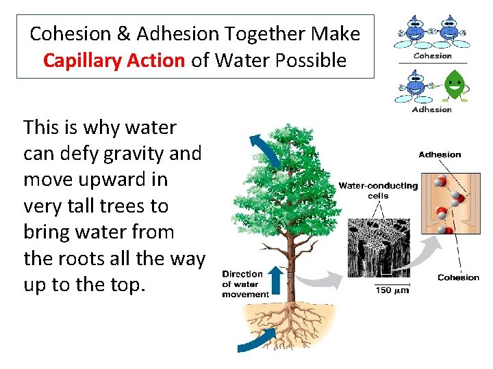 Cohesion & Adhesion Together Make Capillary Action of Water Possible This is why water