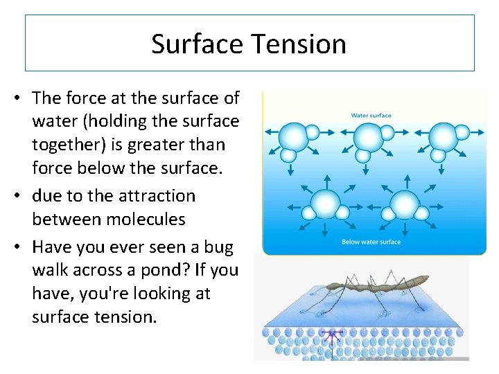 Surface Tension • The force at the surface of water (holding the surface together)