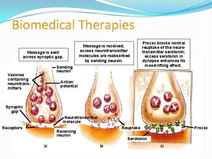 Biomedical Therapies Message is sent across synaptic gap. Vesicles containing neurotransmitters Message is received;