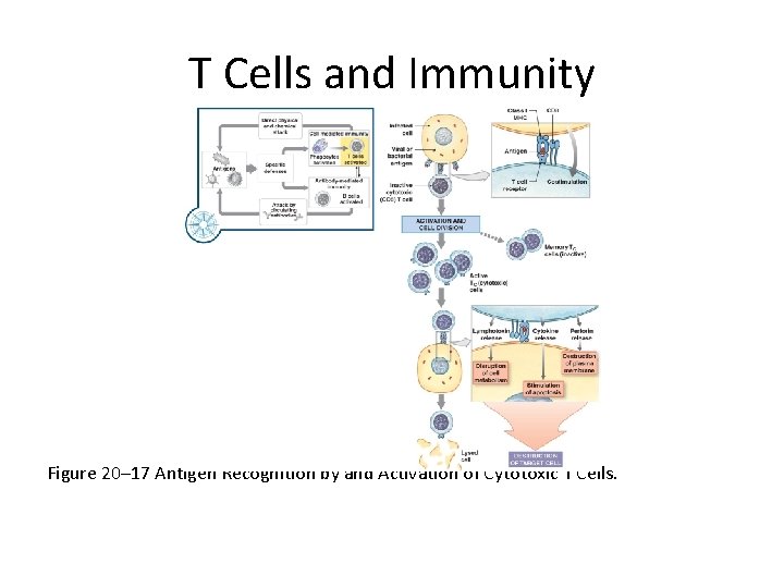 T Cells and Immunity Figure 20– 17 Antigen Recognition by and Activation of Cytotoxic