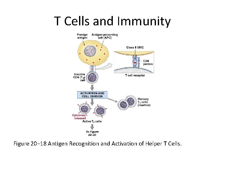 T Cells and Immunity Figure 20– 18 Antigen Recognition and Activation of Helper T