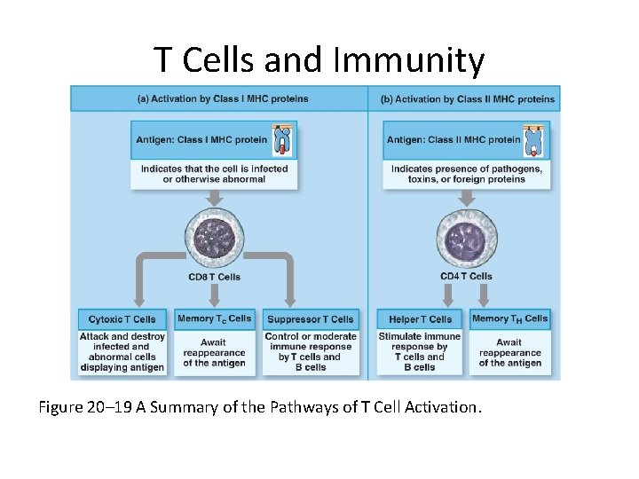 T Cells and Immunity Figure 20– 19 A Summary of the Pathways of T