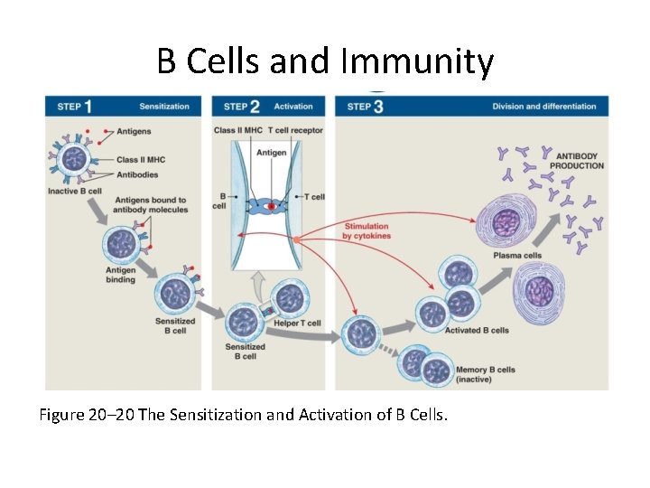 B Cells and Immunity Figure 20– 20 The Sensitization and Activation of B Cells.