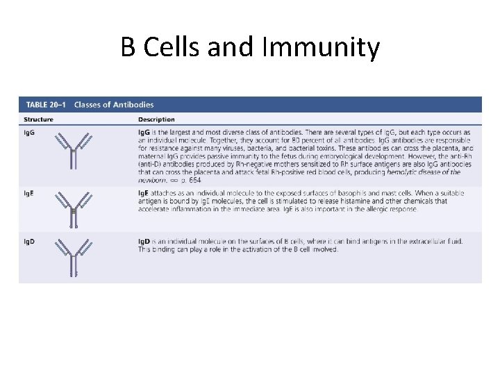 B Cells and Immunity 