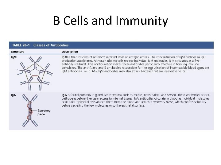 B Cells and Immunity 