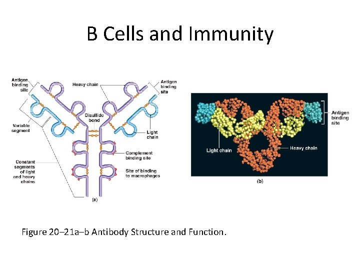 B Cells and Immunity Figure 20– 21 a–b Antibody Structure and Function. 