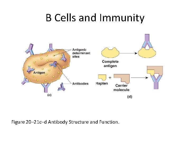 B Cells and Immunity Figure 20– 21 c–d Antibody Structure and Function. 