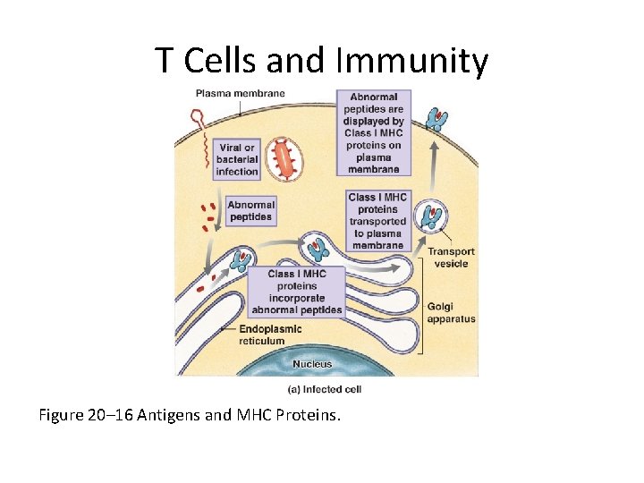 T Cells and Immunity Figure 20– 16 Antigens and MHC Proteins. 