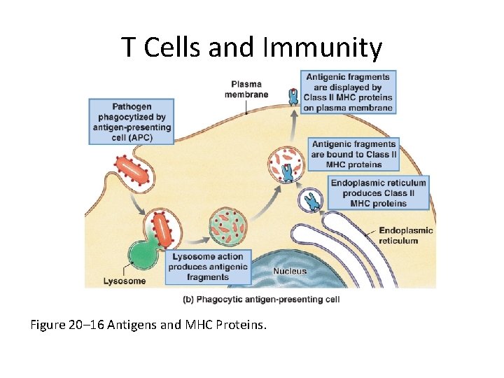 T Cells and Immunity Figure 20– 16 Antigens and MHC Proteins. 