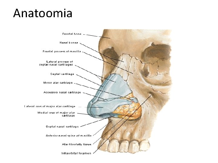 Anatoomia 