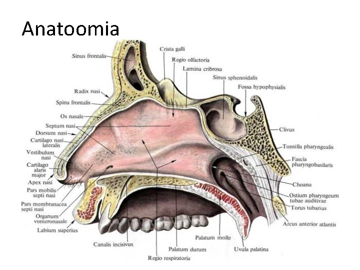 Anatoomia 