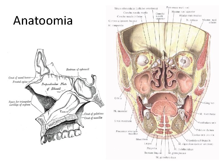 Anatoomia 