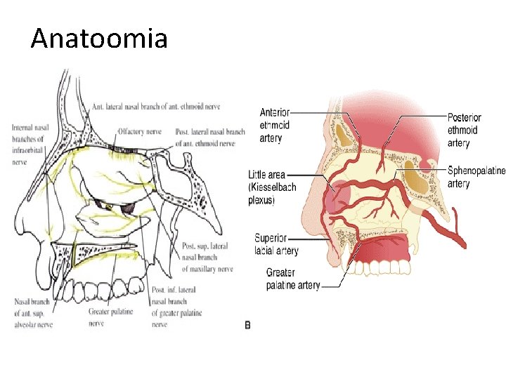 Anatoomia 