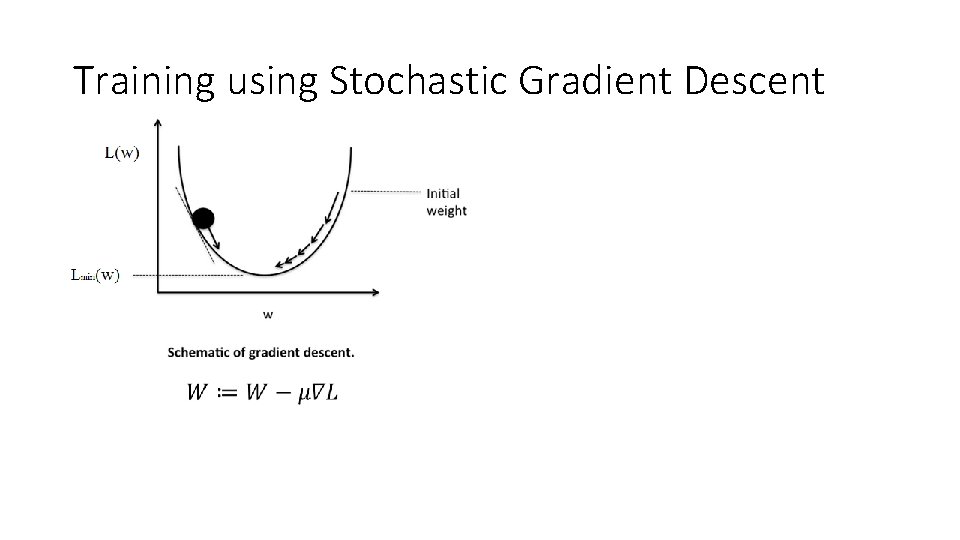 Training using Stochastic Gradient Descent 