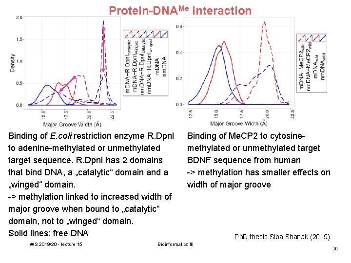 Protein-DNAMe interaction Binding of E. coli restriction enzyme R. Dpn. I to adenine-methylated or
