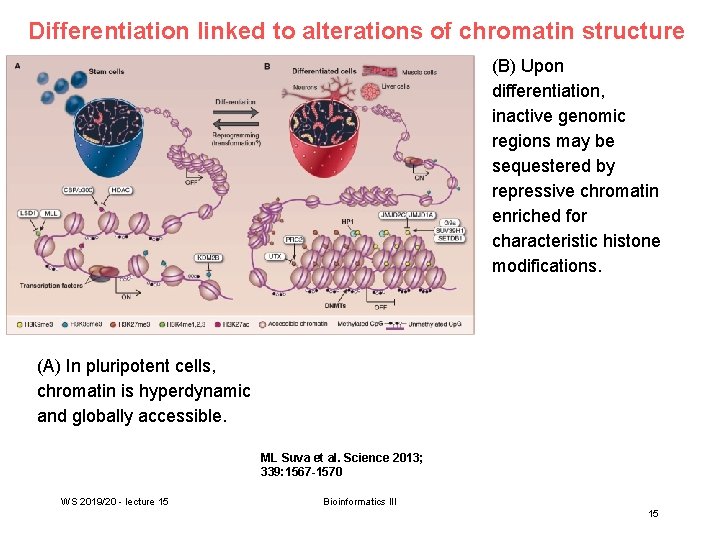 Differentiation linked to alterations of chromatin structure (B) Upon differentiation, inactive genomic regions may