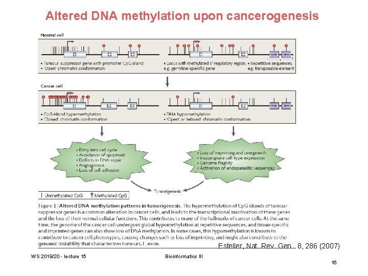 Altered DNA methylation upon cancerogenesis Esteller, Nat. Rev. Gen. 8, 286 (2007) WS 2019/20