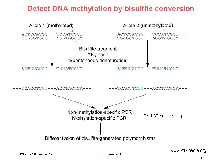 Detect DNA methylation by bisulfite conversion Or NGS sequencing WS 2019/20 - lecture 15
