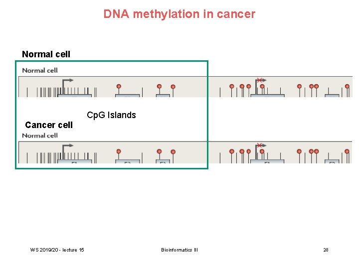 DNA methylation in cancer Normal cell Cancer cell WS 2019/20 - lecture 15 Cp.