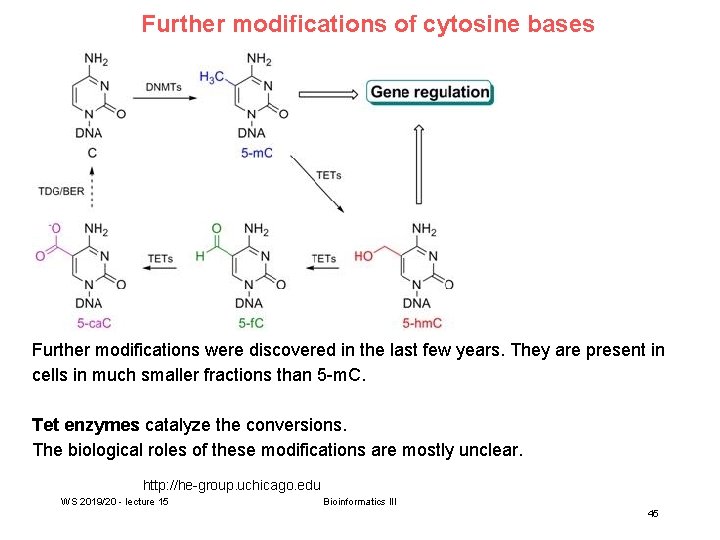 Further modifications of cytosine bases Further modifications were discovered in the last few years.