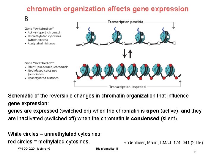 chromatin organization affects gene expression Schematic of the reversible changes in chromatin organization that