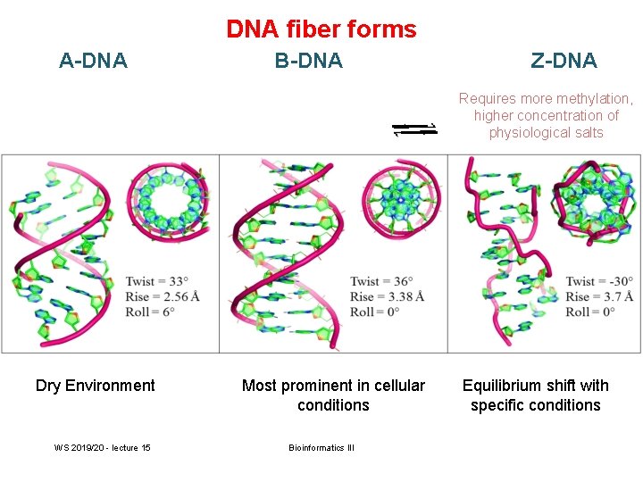 DNA fiber forms A-DNA B-DNA Z-DNA Requires more methylation, higher concentration of physiological salts