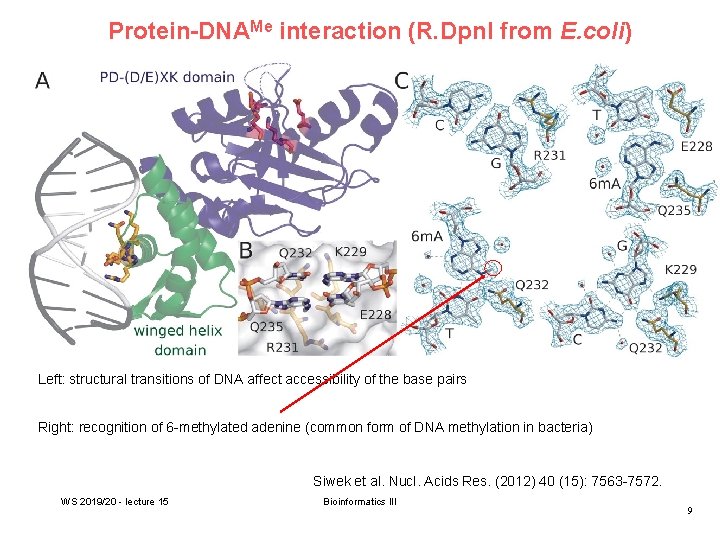 Protein-DNAMe interaction (R. Dpn. I from E. coli) Left: structural transitions of DNA affect