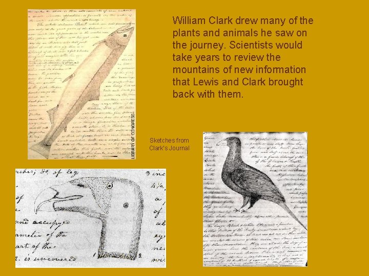 William Clark drew many of the plants and animals he saw on the journey.