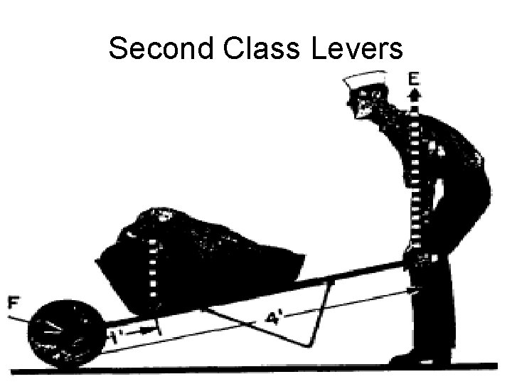 Second Class Levers 