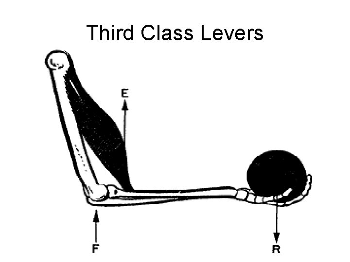 Third Class Levers 