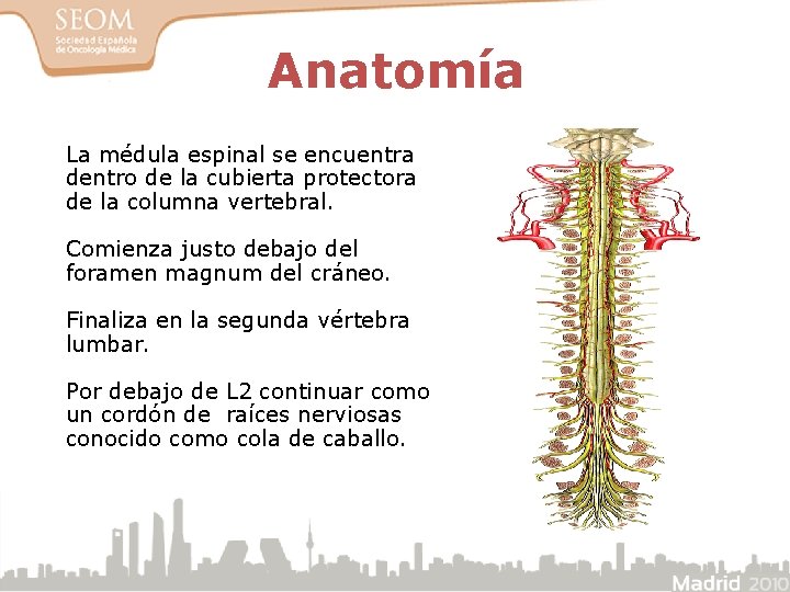 Anatomía La médula espinal se encuentra dentro de la cubierta protectora de la columna