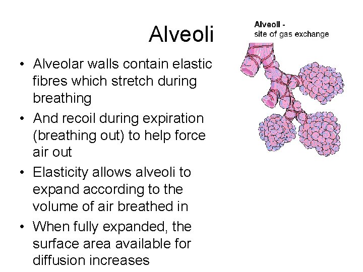 Alveoli • Alveolar walls contain elastic fibres which stretch during breathing • And recoil