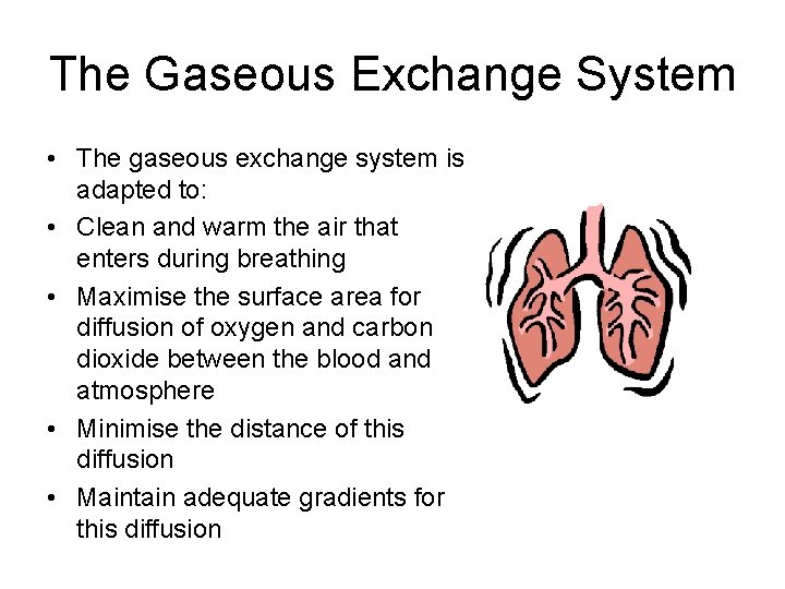 The Gaseous Exchange System • The gaseous exchange system is adapted to: • Clean